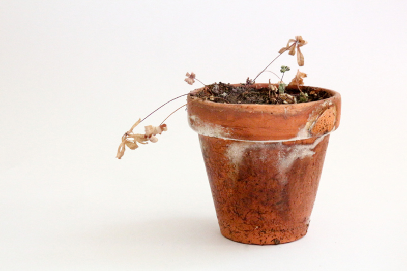 枯らしてしまう原因はコレかも 植物の 根腐れ には要注意 ジューシーガーデン 公式ブログ